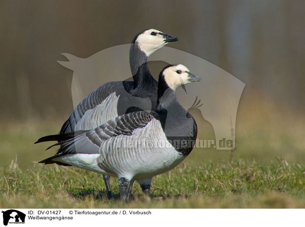 Weiwangengnse / barnacle geese / DV-01427