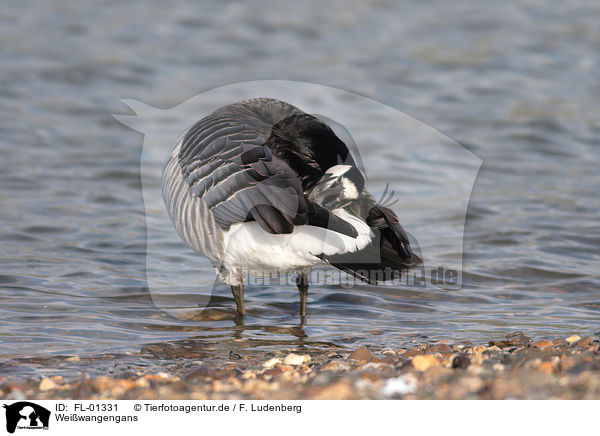 Weiwangengans / Barnacle Goose / FL-01331