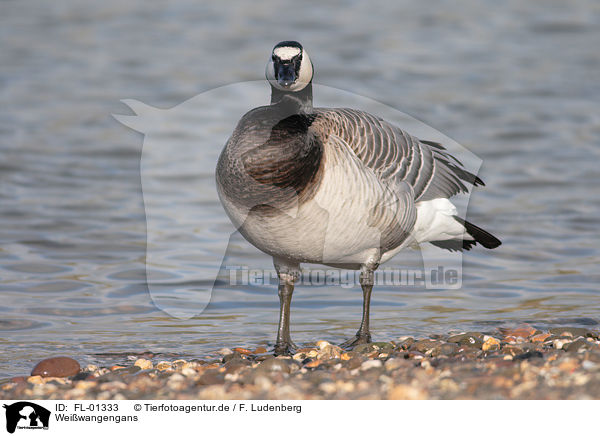 Weiwangengans / Barnacle Goose / FL-01333