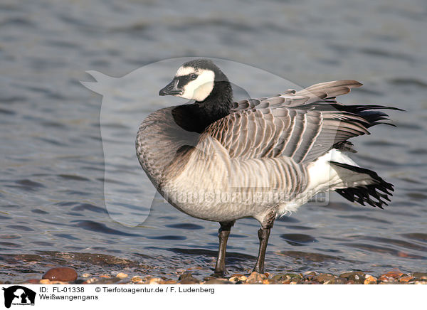 Weiwangengans / Barnacle Goose / FL-01338