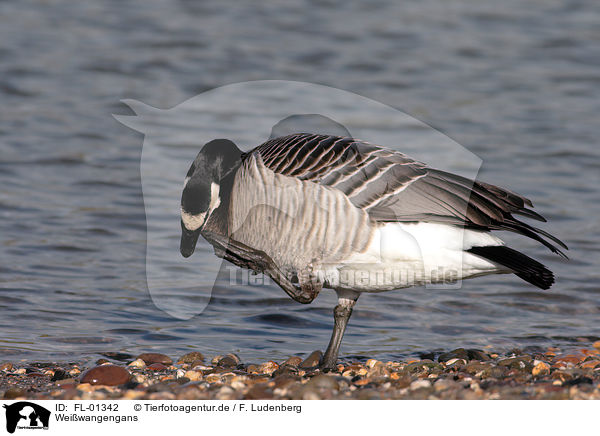 Weiwangengans / Barnacle Goose / FL-01342