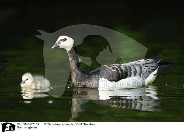 Nonnengnse / barnacle geese / DMS-07132
