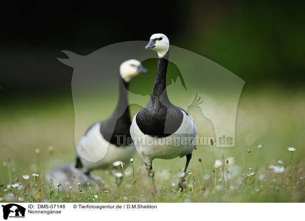 Nonnengnse / barnacle geese / DMS-07146