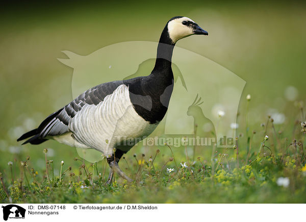 Nonnengans / DMS-07148