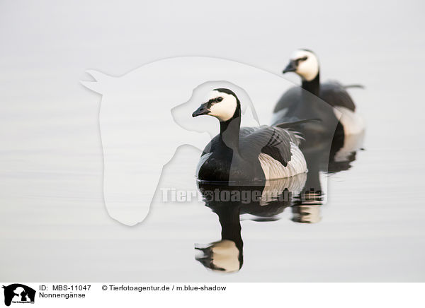 Nonnengnse / barnacle geese / MBS-11047