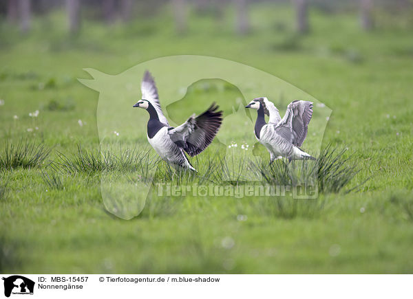 Nonnengnse / barnacle geese / MBS-15457