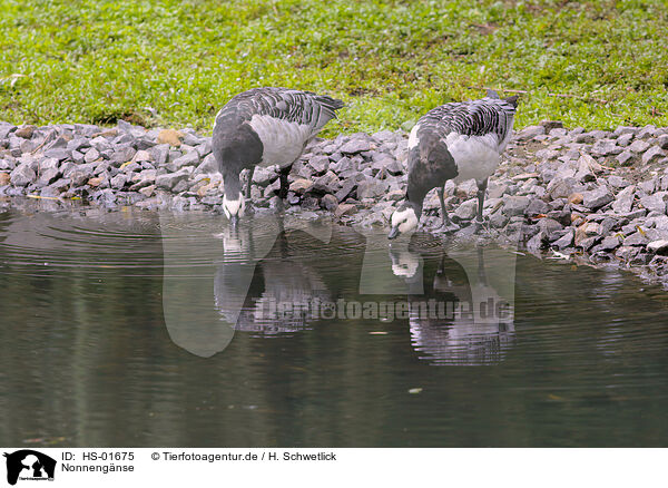 Nonnengnse / barnacle geese / HS-01675