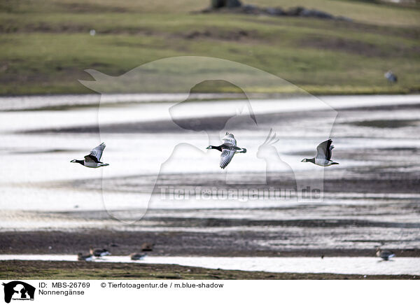 Nonnengnse / barnacle geese / MBS-26769