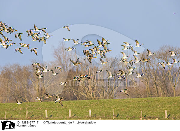 Nonnengnse / barnacle geese / MBS-27717