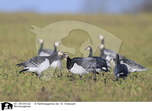 Nonnengnse / barnacle geese / DV-04122