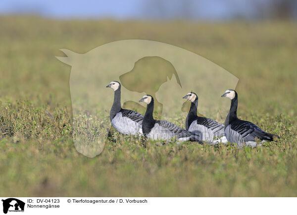 Nonnengnse / barnacle geese / DV-04123