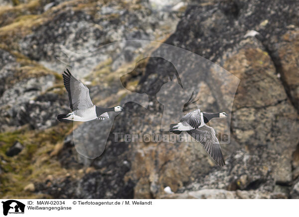 Weiwangengnse / barnacle geese / MAW-02034