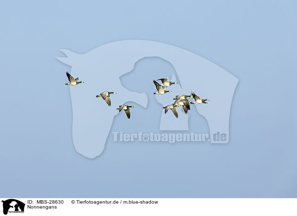 Nonnengans / barnacle goose / MBS-28630
