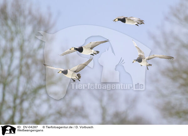 Wei�wangengans / barnacle goose / DV-04287