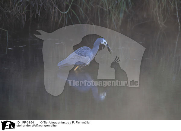 stehender Weiwangenreiher / FF-08941