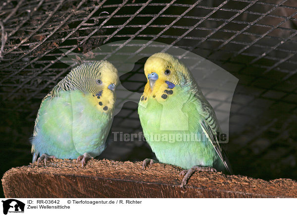 Zwei Wellensittiche / two budgies / RR-03642