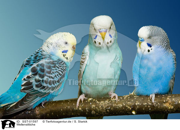 Wellensittiche / budgies / SST-01597