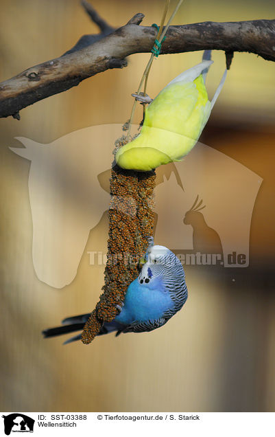 Wellensittich / budgie / SST-03388