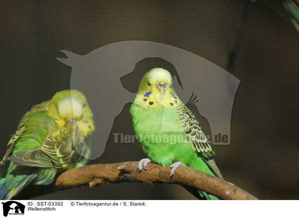 Wellensittich / budgie / SST-03392