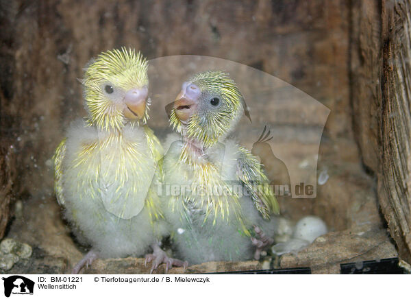 Wellensittich / budgerigar / BM-01221