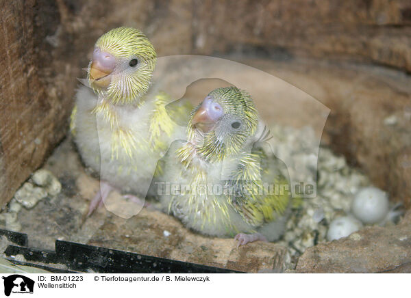 Wellensittich / budgerigar / BM-01223