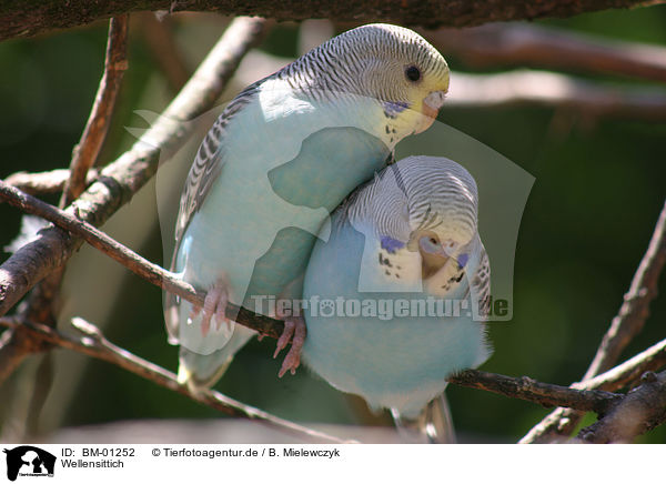 Wellensittich / budgerigar / BM-01252