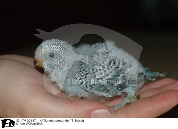 junger Wellensittich / young budgie / TM-02137