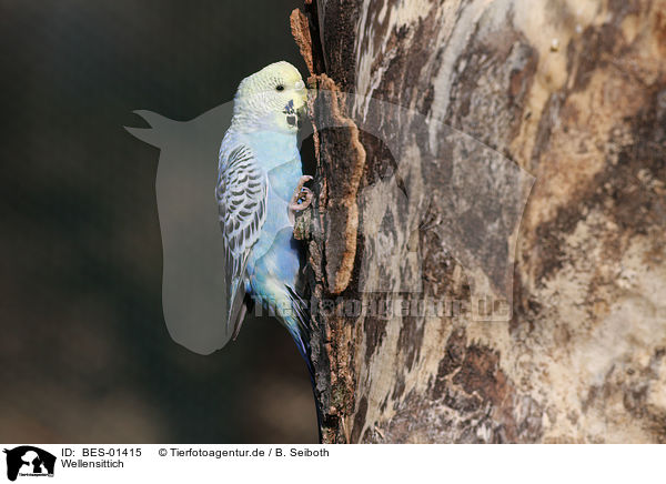 Wellensittich / budgie / BES-01415