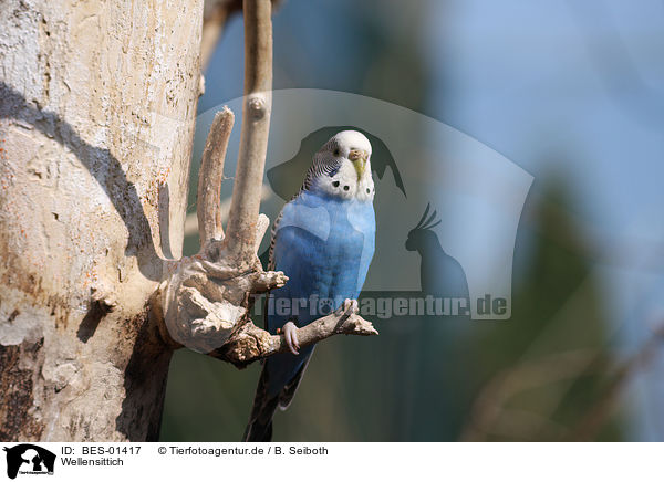Wellensittich / budgie / BES-01417