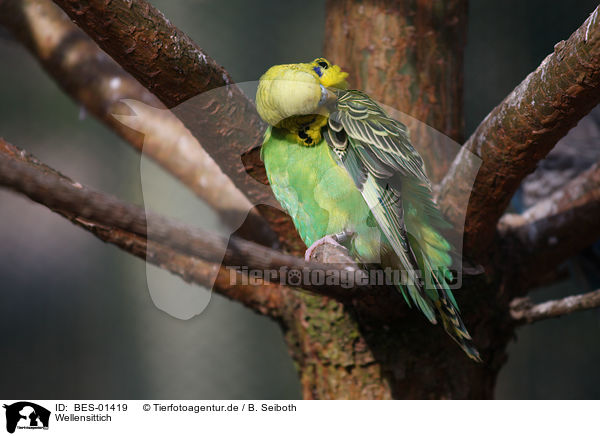 Wellensittich / budgie / BES-01419