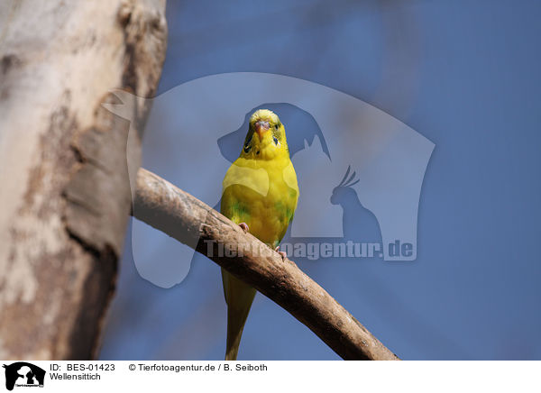 Wellensittich / budgie / BES-01423