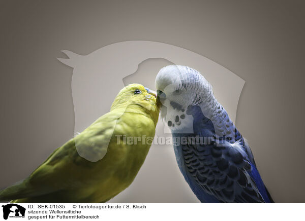 sitzende Wellensittiche / sitting Budgies / SEK-01535