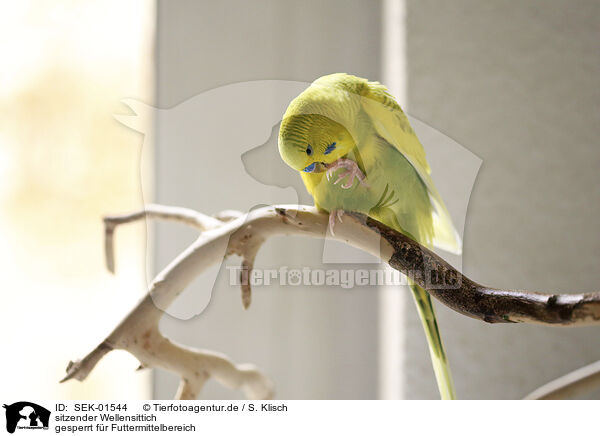 sitzender Wellensittich / sitting Budgie / SEK-01544