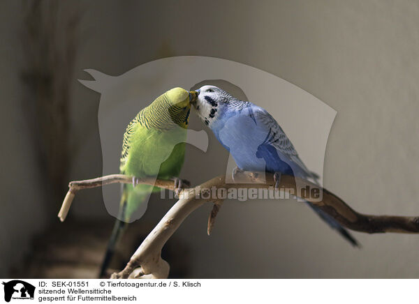 sitzende Wellensittiche / sitting Budgies / SEK-01551