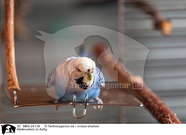 Wellensittich im Kfig / Budgie in cage / MBS-24138