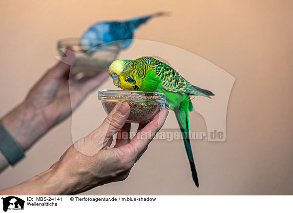 Wellensittiche / budgies / MBS-24141