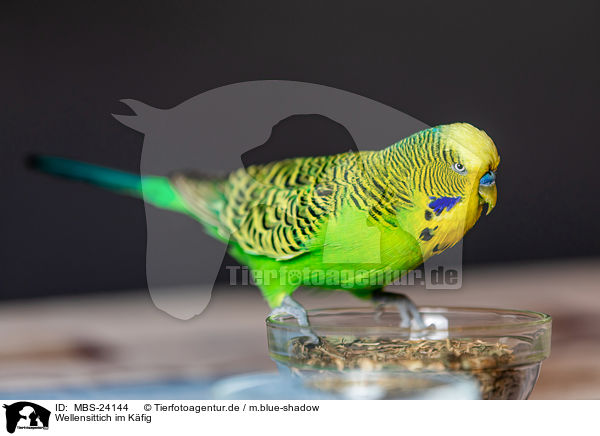 Wellensittich im Kfig / Budgie in cage / MBS-24144