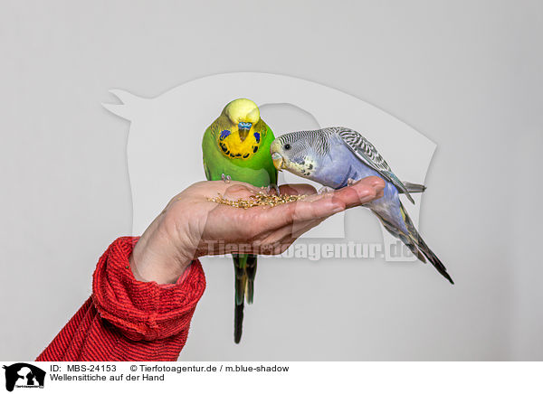 Wellensittiche auf der Hand / budgies on the hand / MBS-24153