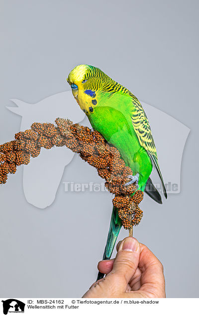 Wellensittich mit Futter / budgie with food / MBS-24162