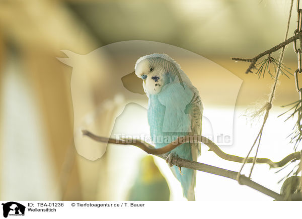 Wellensittich / budgie / TBA-01236