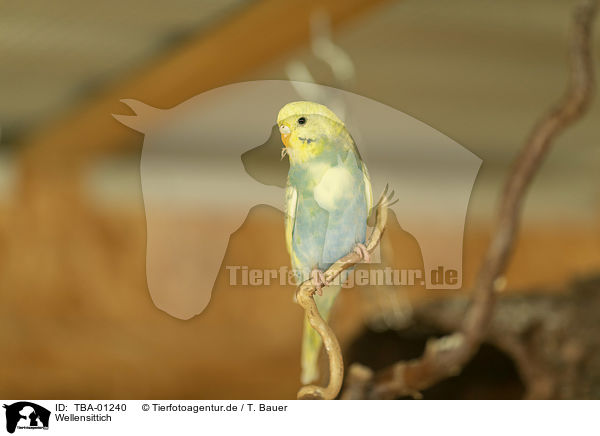 Wellensittich / budgie / TBA-01240