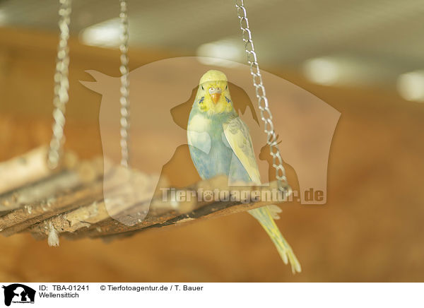 Wellensittich / budgie / TBA-01241