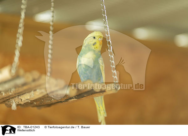 Wellensittich / budgie / TBA-01243