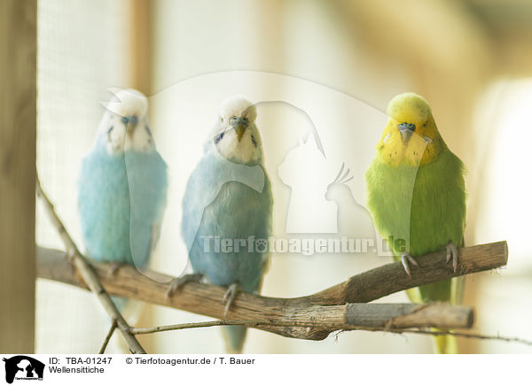 Wellensittiche / budgies / TBA-01247