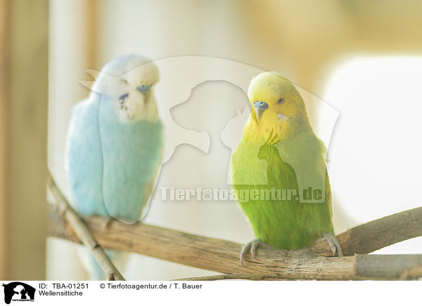 Wellensittiche / budgies / TBA-01251