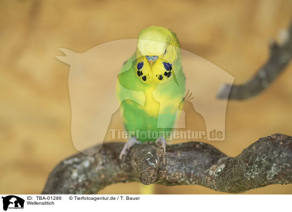Wellensittich / budgie / TBA-01286