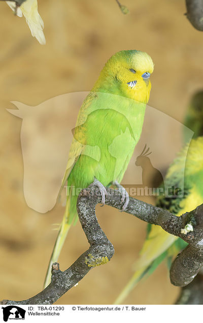 Wellensittiche / budgies / TBA-01290