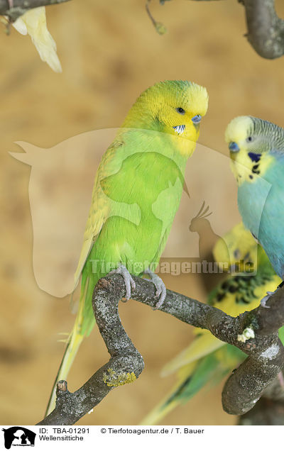 Wellensittiche / budgies / TBA-01291