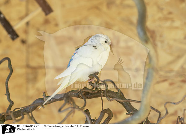 Wellensittich / budgie / TBA-01293