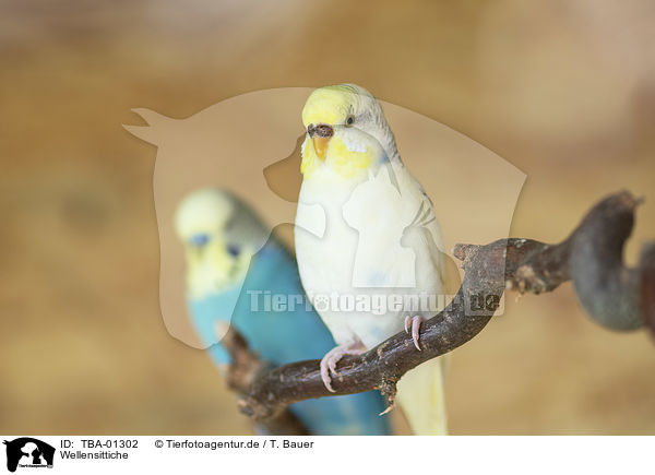 Wellensittiche / budgies / TBA-01302